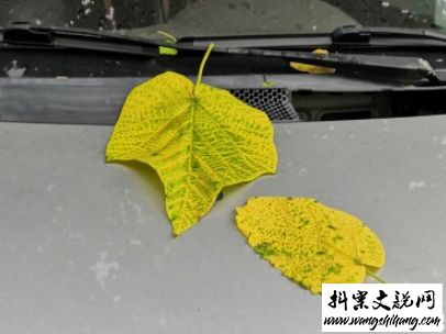 www.wangshihang.com描写秋天的句子优美带图片 秋天到了微信心情说说2