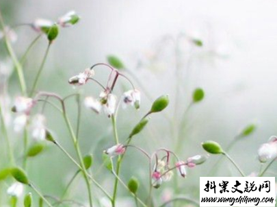 www.wangshihang.com 2019重阳节搞笑说说大全 重阳节朋友圈幽默祝福语配图10