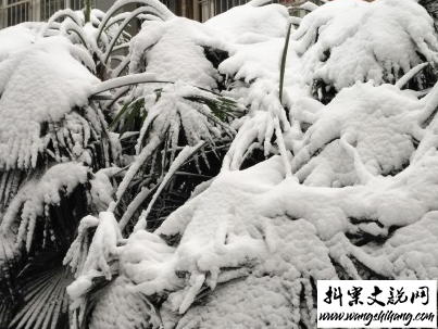 www.wangshihang.com下雪天朋友圈唯美说说配图 下雪了说说简短一句话2