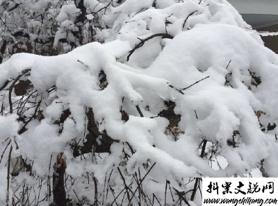 www.wangshihang.com下雪天朋友圈唯美说说配图 下雪了说说简短一句话3