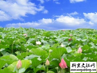 www.wangshihang.com夏天可以发的文艺说说带图片 夏日清凉说说心情短语6