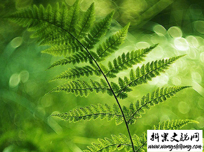 www.wangshihang.com努力奋斗的句子带图片 高质量治愈系励志说说7