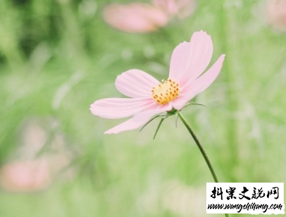www.wangshihang.com 2019八月你好经典励志说说带图片 全新励志说说致自己5